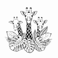 Naklejka premium Three giraffes peeking from lush tropical flora Image vector isolated on white background.