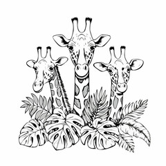 Three giraffes peeking from lush tropical flora Image vector isolated on white background.