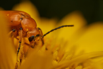 Yellow insect resting on bright flower