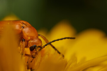 Yellow insect resting on bright flower