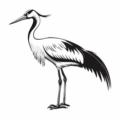 Crane Bird Vector Images. Majestic Crane Stork Images isolated on white background