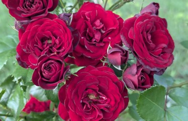 A bush or branch of a rose with dark red or burgundy flowers or buds. The flowers have many layers of tightly packed velvety petals, giving them a voluminous and luxurious appearance.