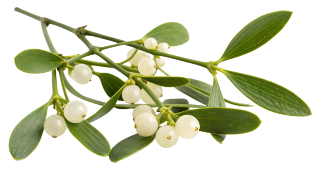 Herbal medicine plant Viscum album or European mistletoe on transparent background
