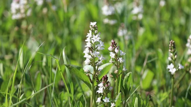 Menyanthes trifoliata. Bogbean blooming in the Arctic in the north of Western Siberia