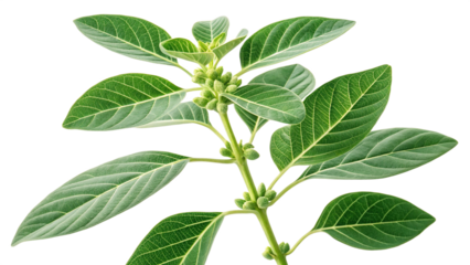 Herbal medicine plant Withania somnifera or Ashwagandha on white or transparent background