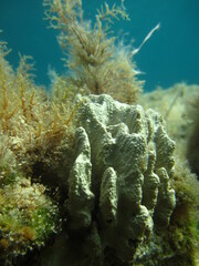 Stony coral - underwater scene - Cyprus