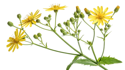 Herbal medicine plant Youngia japonica or Japanese hawkweed on white or transparent background