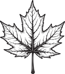 Autumn Leaf: A meticulously detailed monochromatic illustration of a maple leaf, showcasing its intricate vein structure and distinctive shape, symbolizes the beauty of autumn.