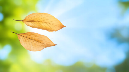 Two golden leaves gently floating in a vibrant green background, evoking a sense of tranquility and the beauty of nature.