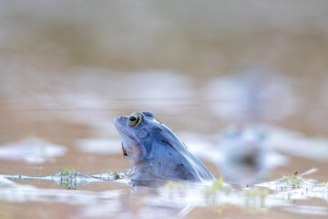 Einzelner Moorfrosch in Balzstimmung (Rana arvalis)