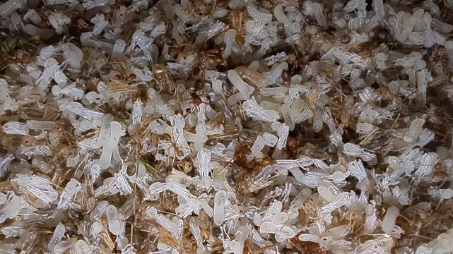kroto, namely the eggs or larvae of weaver ants (Oecophylla smaragdina).