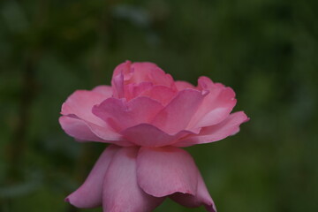 pink valentine rose