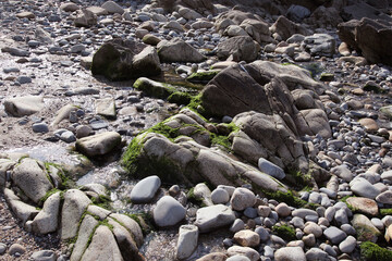 rocks covered with seaweed on a tidal beach in France, background