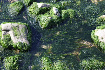 rocks covered with seaweed on a tidal beach in France, background