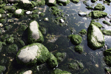 rocks covered with seaweed on a tidal beach in France, background