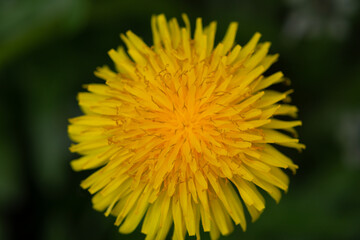 Yellow dandelion flower in the grass close up macro photography. Spring bloom. The first flower.