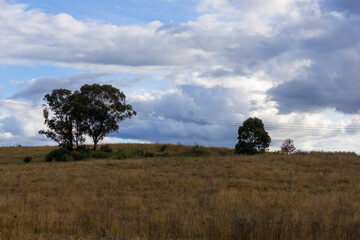 Tree in the field with cloudy sky.