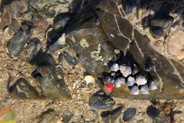 rock partially covered by water with shells on it, background