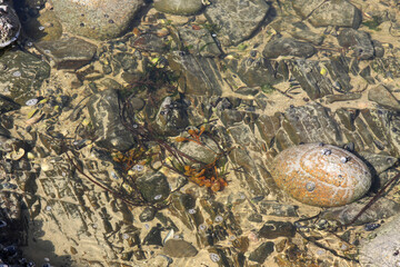 stones on the bottom, algae and shells, background
