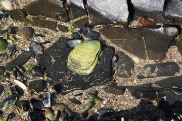 stones on the bottom, algae and shells, background