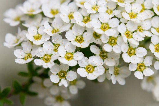 Bird cherry branch with white flowers - Latin name - Prunus padus