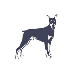 Doberman Dog logo design vector. Template Illustration. Icon Symbol