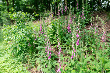 General stock. Gardening. 

Foxglove (Digitalis purpurea) growing in a verge in Belgium. 

