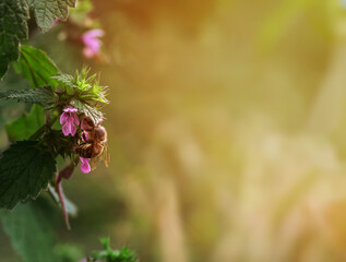 Bee on Flower in Spring Garden. Close-up of a bee collecting nectar on a purple flower in a sunlit garden. Great for ecology, pollination, and nature-related content.