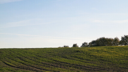 Green field on a background of blue sky
