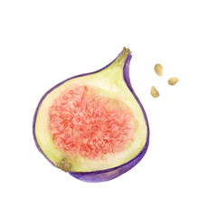 Sliced Fig with Seeds – Watercolor and Pencil Illustration. Detailed illustration of an open fig with visible seeds, rendered in a realistic mixed media style. Great for cookbooks, fruit charts