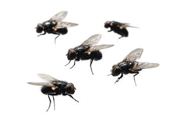 Five house flies isolated on transparent background