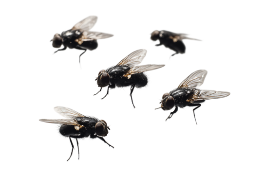 Five house flies isolated on transparent background