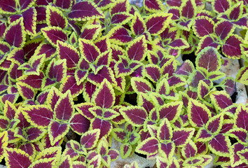 A vibrant nursery display of Coleus scutellarioides plants, showcasing their striking burgundy and lime-green foliage in a dense, colorful arrangement.