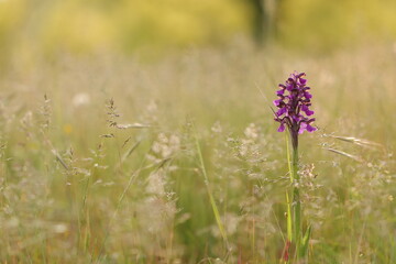 Obraz premium un'orchidea giglio caprino al tramonto in primavera