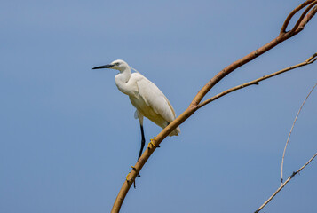 Great White Egret Egretta alba in flight on a sunny summer day