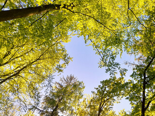 Green trees on blue sky background. Summer green nature.