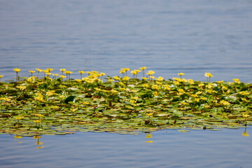 Flowers of yellow floating heart, aquatic plant. Nymphoides peltata