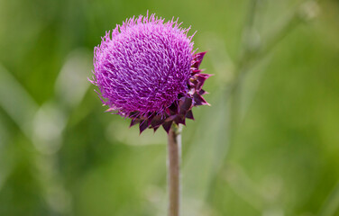 Beautiful bright flower thistle. Selective focus, space in the zone blurring compositions for the...
