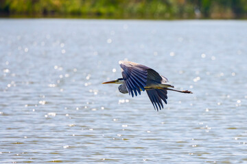 Beautiful Grey heron, Ardea cinerea, in flight