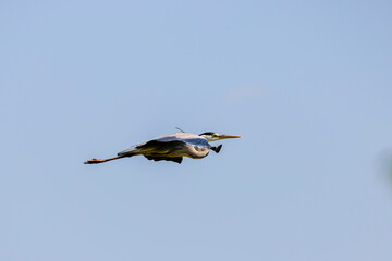 Beautiful Grey heron, Ardea cinerea, in flight
