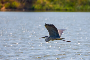 Beautiful Grey heron, Ardea cinerea, in flight