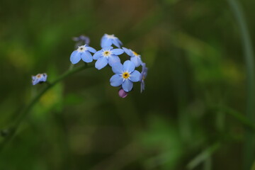 fiori di myosotis in primavera 