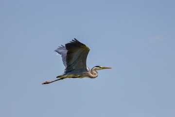 Beautiful Grey heron, Ardea cinerea, in flight