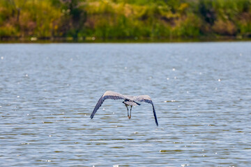 Beautiful Grey heron, Ardea cinerea, in flight