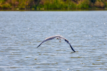 Beautiful Grey heron, Ardea cinerea, in flight