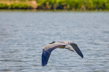 Beautiful Grey heron, Ardea cinerea, in flight