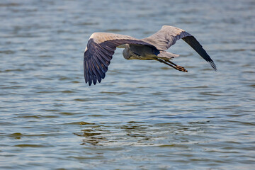Beautiful Grey heron, Ardea cinerea, in flight