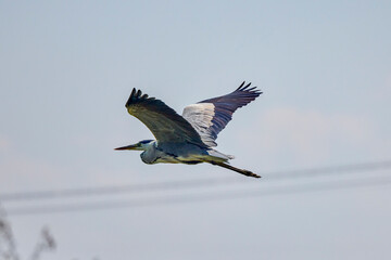 Beautiful Grey heron, Ardea cinerea, in flight