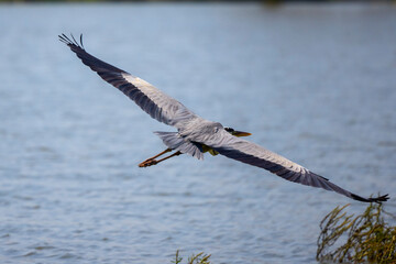 Beautiful Grey heron, Ardea cinerea, in flight