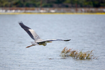 Beautiful Grey heron, Ardea cinerea, in flight